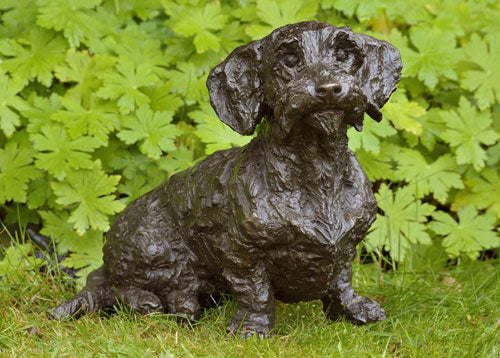 Brillo (wire haired Dachshund)