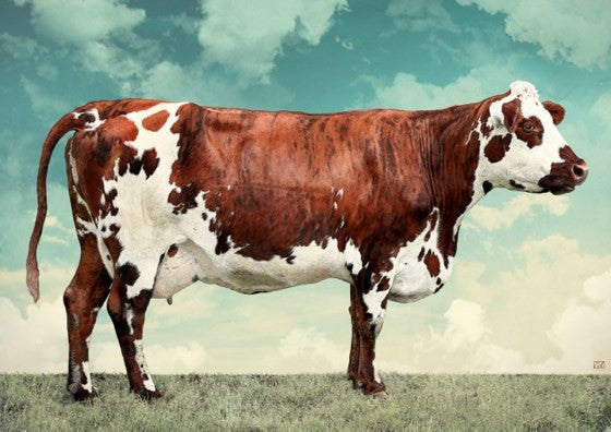 La Vache Normande